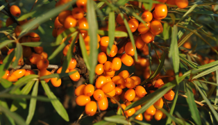Sea Buckthorn Berries